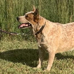 Scarlett - Australian Cattle Dog