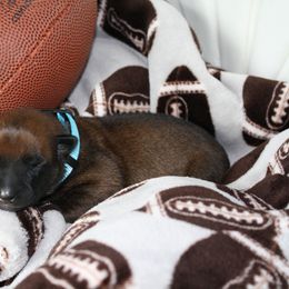 Belgian Malinois Puppies from Pyrex Kennels