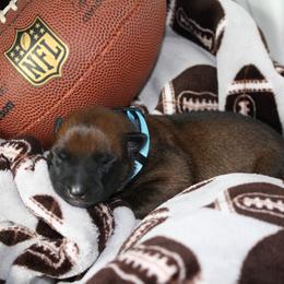 Belgian Malinois Puppies from Pyrex Kennels
