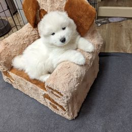 Samoyed Puppies from The Office Pups