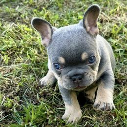 French Bulldogs from Watkins French Bulldogs