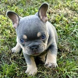 French Bulldogs from Watkins French Bulldogs