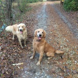 Golden Retriever and Labrador Retriever All Grown Up from Mulberry Retrievers