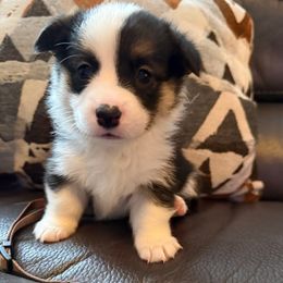 Rey - Black and tan female Pembroke Welsh Corgi puppy in Battle Ground, Washington from Westbrooke Kennels