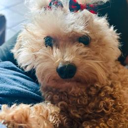 Cricket - Poodle