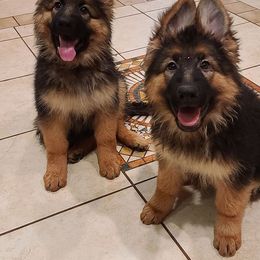 German Shepherd Puppies from Alexanderhof Kennels