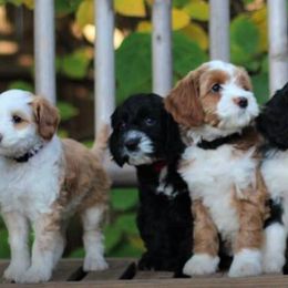 Australian Labradoodle Puppies from Mandevilla Labradoodles