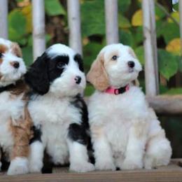 Australian Labradoodle Puppies from Mandevilla Labradoodles