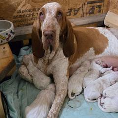 Puppy 1 - White and orange male Bracco Italiano puppy in Williamsburg, Virginia from Eastern Breeze