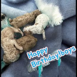Boy 2 - Parti male Goldendoodle puppy in Pawtucket, Rhode Island from Ds_minidoodles