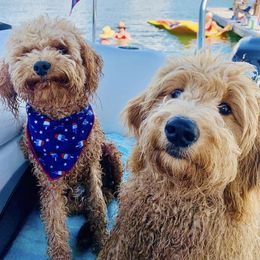 Goldendoodle Puppies from Hobble Creek Farms