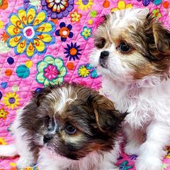 Mi-Kis from Dakota Mi-Kis