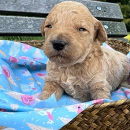 Chip - (Chocolate Chip) - Gold male Bordoodle puppy in Canfield, Ohio from Poo's Doo's & Inu's