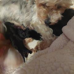 Yorkshire Terrier Puppies from Baker's Babies