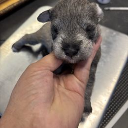 Charlie - Salt and pepper male Miniature Schnauzer puppy in Lynchburg, Missouri from Copper Rose Farm