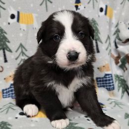 Boy 1 - Black and white male Border Collie puppy in Pennsylvania from Winter Creek Border Collies