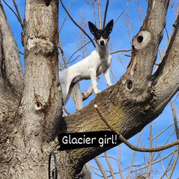 Glacier - Rat Terrier