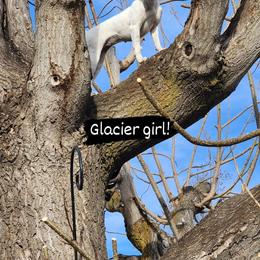 Glacier - Rat Terrier