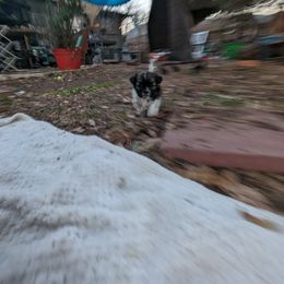 Shih Tzu Puppies from We Shih Tzu Not!