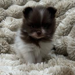 Sabrina - Chocolate parti female Pomeranian puppy in Wagner, South Dakota from Lisas Pomeranians