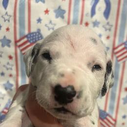Payday - White and black male Dalmatian puppy in Austin, Texas from Dazzling Dalz