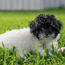 Tucker - Black and white male Cavapoo puppy in Gurdon, Arkansas from Franklin Ranch Pups