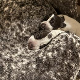 Boy 2 - Liver roan male German Shorthaired Pointer puppy in Bryan, Texas from Ehrenvogel and Bessdach Kennels