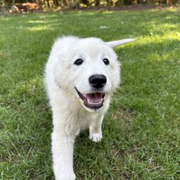 Amazon (pink collar) - White female Maremma Sheepdog puppy in Kalamazoo, Michigan from Wild at Farm