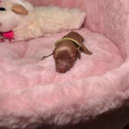 Yellow - Cream female Dachshund puppy in Bristol, Tennessee from It's Mini Wieners Baby