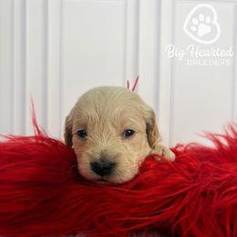 Tony - White male Companion Cross puppy in Utah County, Utah from Big Hearted Breeders