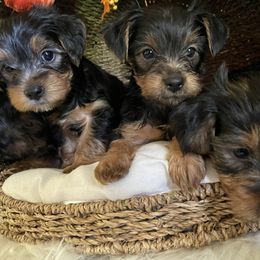 Yorkshire Terrier Puppies from Yuppie Yorkies