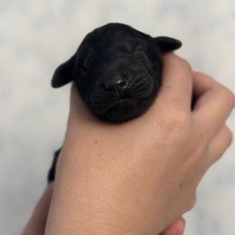 Green Boy - Black male Flat-Coated Retriever puppy in Mechanicsville, Virginia from Flatline Flat-Coated Retrievers