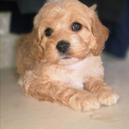 Cinder - Buff and white female Cockapoo puppy in Indiahoma, Oklahoma from Phamily Doodles