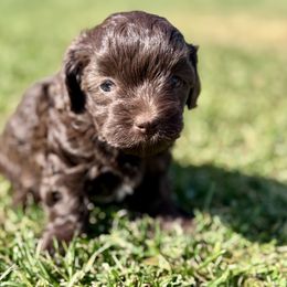 Piper - Brown female Maltipoo puppy in Mulino, Oregon from Boujee Life Depot