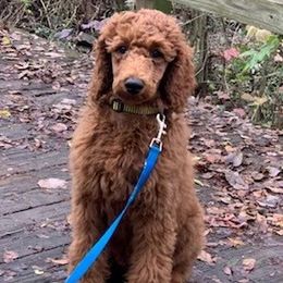 Goldendoodles and Poodles from Castleberry Doodles and Poodles