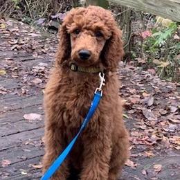 Goldendoodles and Poodles from Castleberry Doodles and Poodles