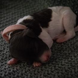 Anemone - Parti female Poodle puppy in Veneta, Oregon from Jackalope Poodles