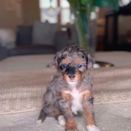 Jordan - Merle female Bernedoodle puppy in West Jordan, Utah from Doodles Friend