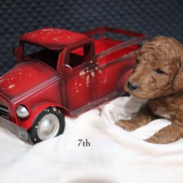 Poodle Puppies from Red Barn Moyen Poodles