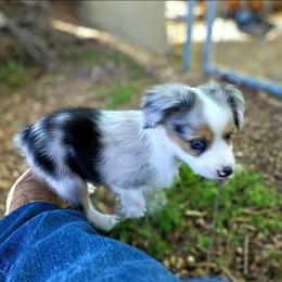 Blue - Blue merle male Toy Australian Shepherd puppy in Snowflake, Arizona from Halfpint Aussies