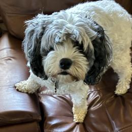 Junie - Merle female Cavapoo puppy in Rio Linda, California from VitPom Puppies