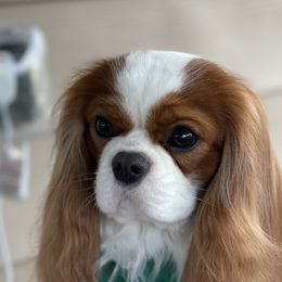 Cavalier King Charles Spaniels from Clairety Cavaliers