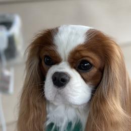 Cavalier King Charles Spaniels from Clairety Cavaliers