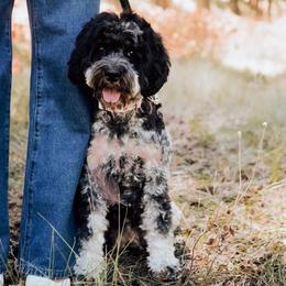 Ari - Cockapoo