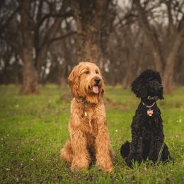 Goldendoodles from Flightline Doodles