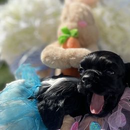 Cocker Spaniels from archangel cockers