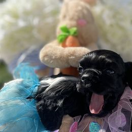 Cocker Spaniels from archangel cockers