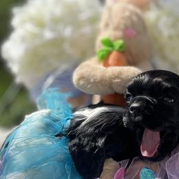 Cocker Spaniels from archangel cockers