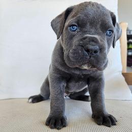 Gray female 3 - Gray female Cane Corso puppy in Jacksonville, North Carolina from Coliseum de Cassiope