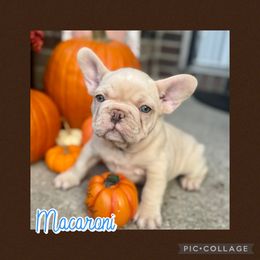 Macaroni - Cream male French Bulldog puppy in Winchester, Kentucky from Central Kentucky Blue Bell French Bulldogs